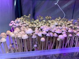 Image result for Pan Cyan Fruiting Chamber