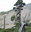 Image result for Wild Bonsai Tree
