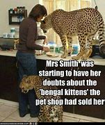 Image result for Bengal Cat Funny Memes