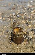 Image result for Geoduck Alive