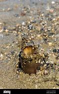 Image result for Geoduck Dirty