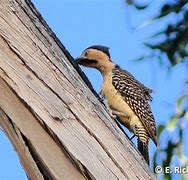 Image result for Colaptes Picidae