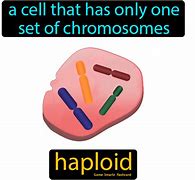 Image result for Haploid Biology