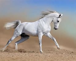 Image result for caballo