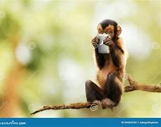 Image result for Monkey Answering Phone