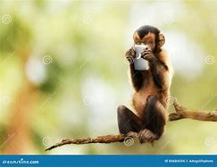 Image result for Monkey On Cell Phone