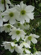 Image result for Clematis early sensation