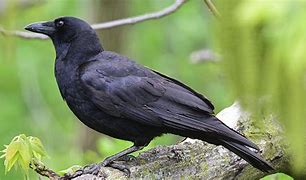 Image result for Black Crow Animal
