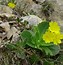 Bildergebnis für Primula auricula Glen Elg