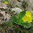 Image result for Primula auricula Slioh