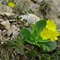 Image result for Primula auricula Super Para