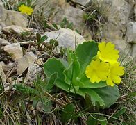 Image result for Primula auricula Shalford