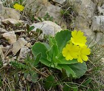 Image result for Primula auricula Mark