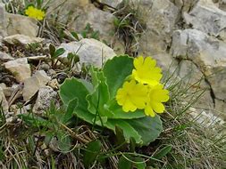 Image result for Primula auricula Slioh