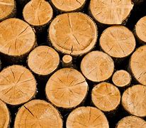 Image result for Round Things in Nature