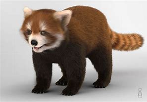 Image result for Red Panda Realistic