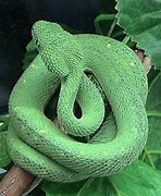 Image result for Atheris