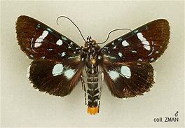 Image result for agilidae