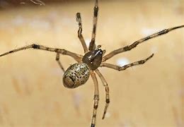Image result for American House Spider