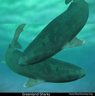 Image result for Greenland Shark Alaska