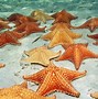 Image result for Cozumel Attractions