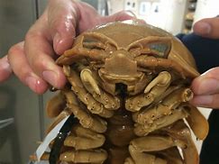Image result for large isopods face