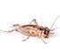 Image result for Selling Live Crickets