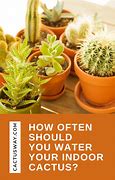 Image result for Indoor Cactus Garden