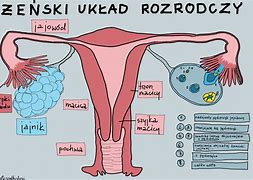 Image result for co_to_znaczy_Żeński_układ_rozrodczy