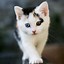 Image result for Cute Cat Wallpaper for Phone