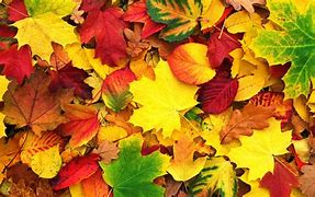 Image result for Autumn Texture