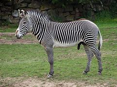 Image result for Zebra 220