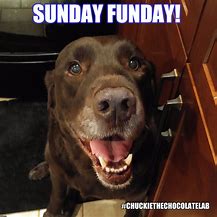 Image result for Sunday Funday Animals