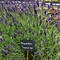 Bildergebnis für Lavandula angustifolia Imperial Gem
