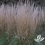 Resultat d'imatges per a Calamagrostis acutiflora (x) Avalanche