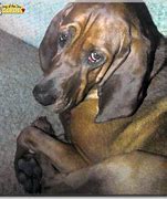 Image result for Bloodhound Coonhound Mix