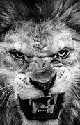Image result for HD Lion Black and White