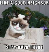 Image result for grumpiest cats memes