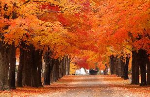 Image result for Fall Color Trees