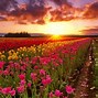 Image result for Tulip Field Images
