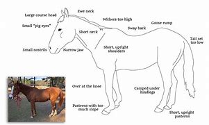 Image result for Horse Conformation