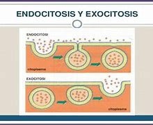 Image result for endocitosis