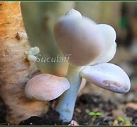 Image result for hijuelo