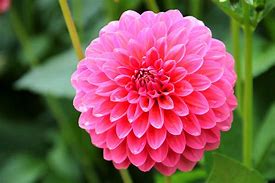 Image result for Hot Pink iPhone Flowers