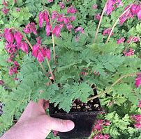 Image result for Dicentra formosa Luxuriant