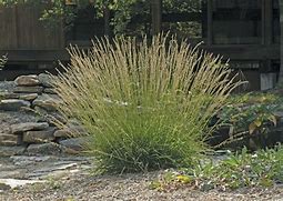 Image result for Bouteloua curtipendula