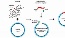 Image result for Typical Designed Plasmid Vector