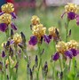Image result for iris