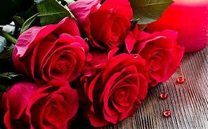 Image result for Desktop Red Rose Flower