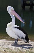 Image result for Australian Pelican Images